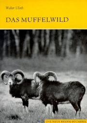 Das Muffelwild