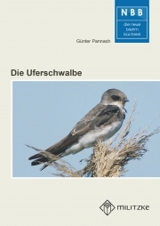 Die Uferschwalbe